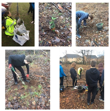 Tree Planting